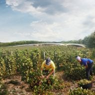 A visual of a vineyard