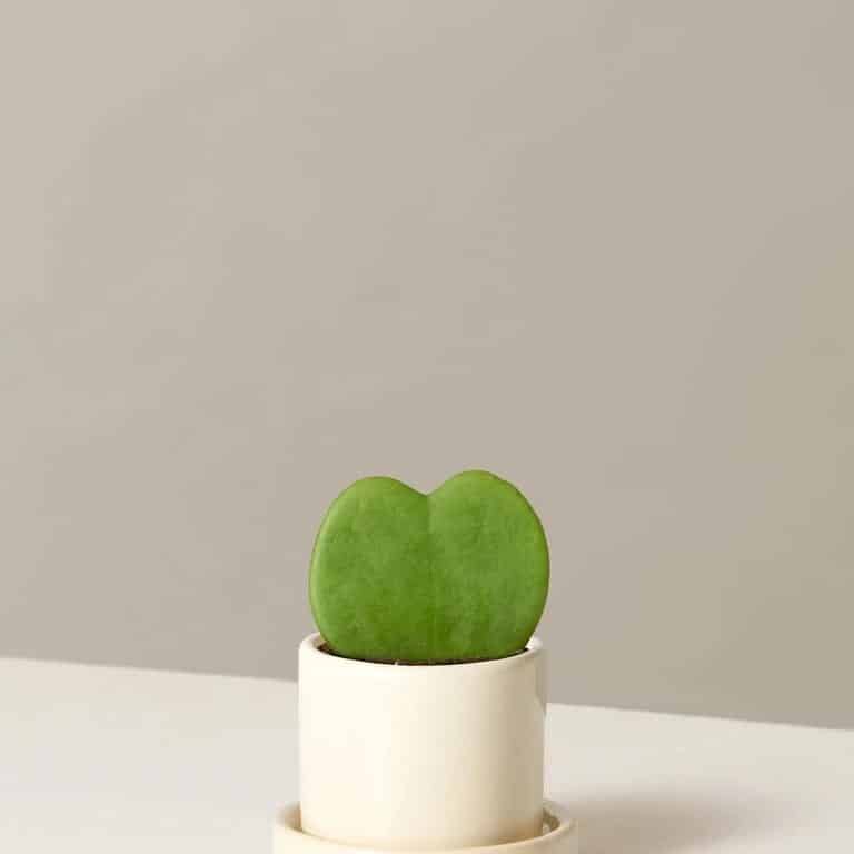 The Sill Hoya Heart