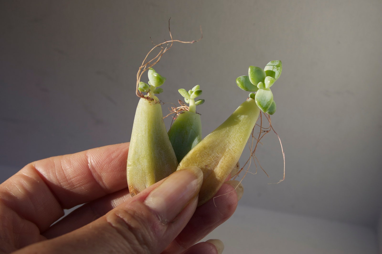 Leaf propagation. Photo credit Debra Lee Baldwin