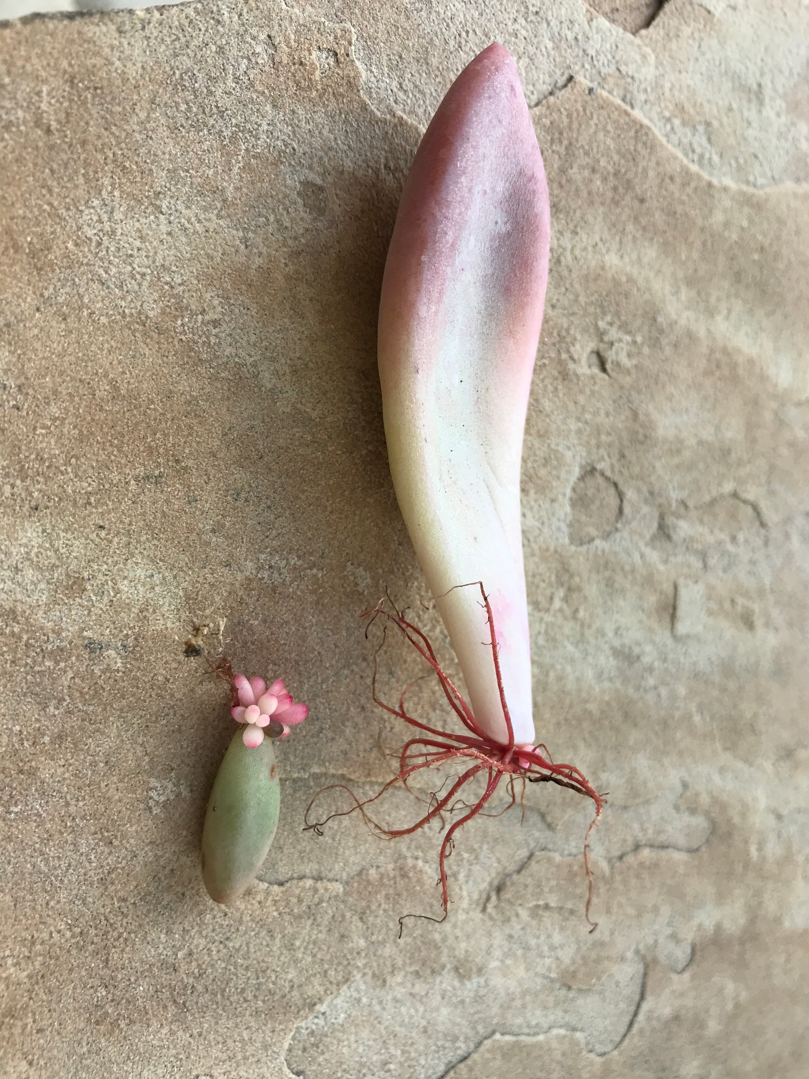 Sedum and Graptoveria leaf cuttings with new roots and leaves forming. Photo credit Debra Lee Baldwin