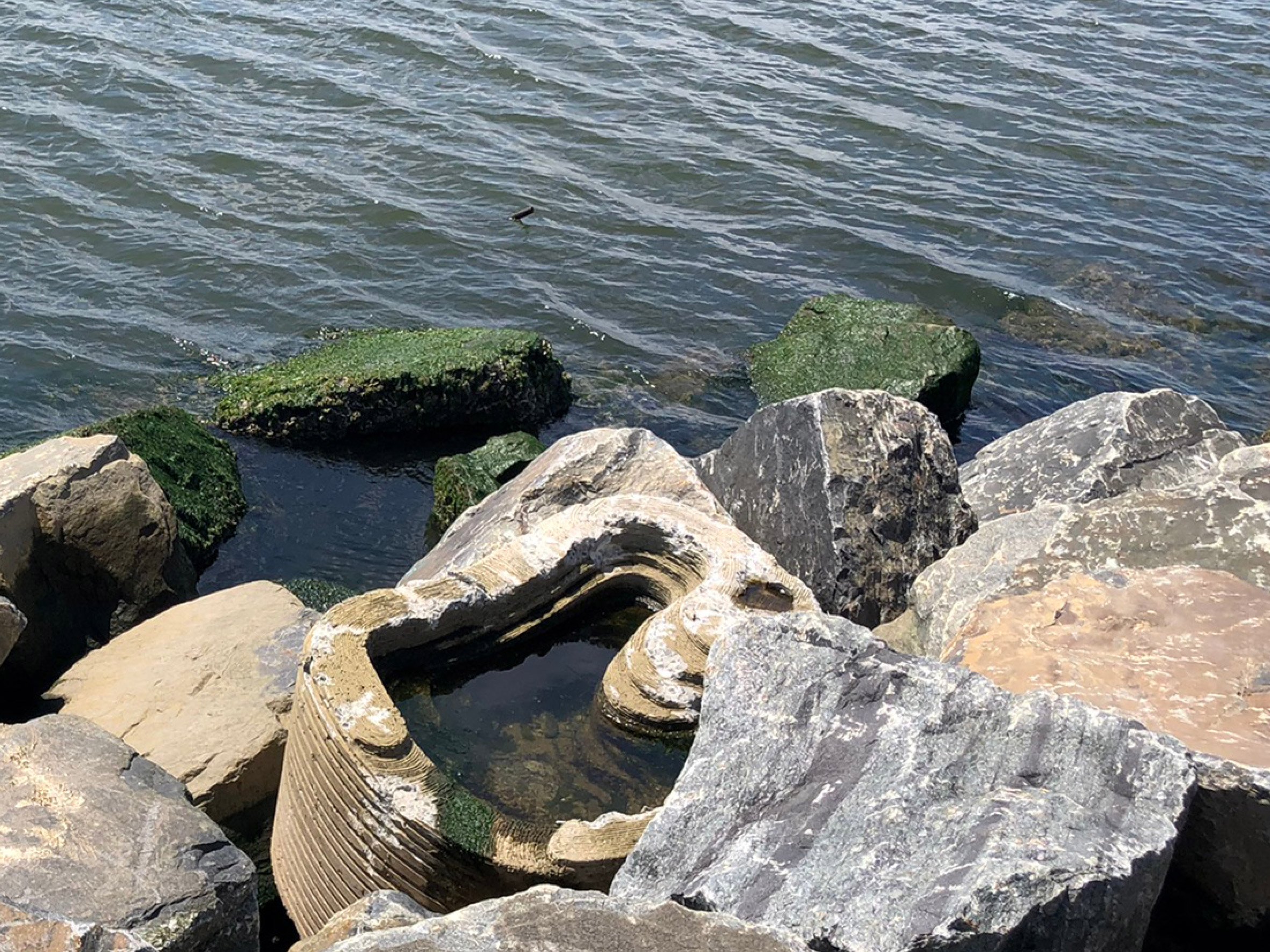 Closeup of Living Breakwaters by Scape