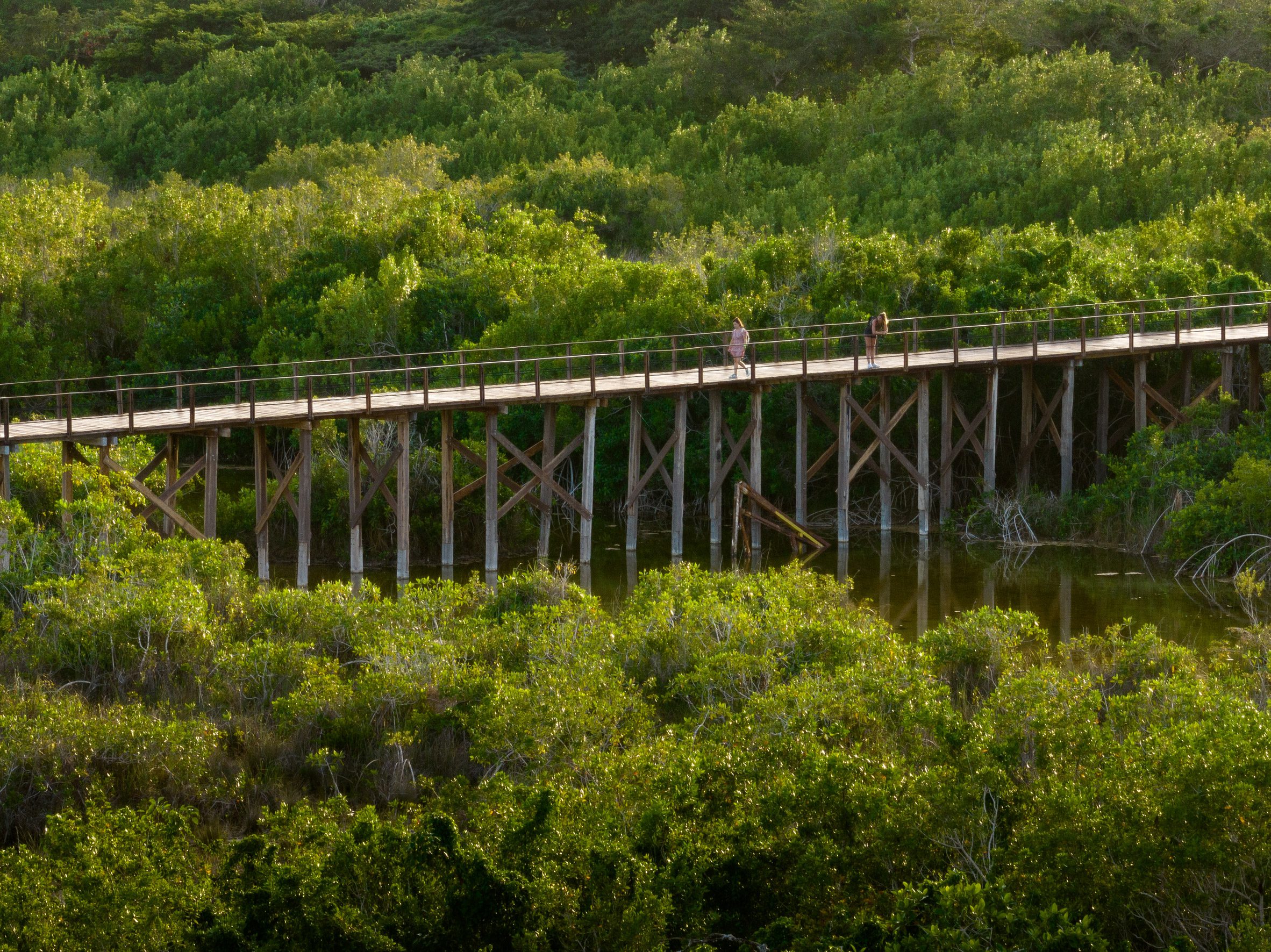 boardwalk through mangrove cluster