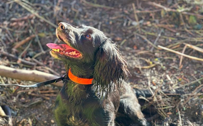 National Highways dogs