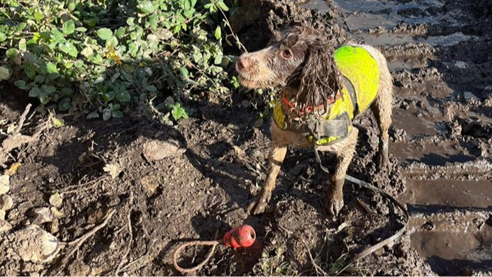 National Highways dogs