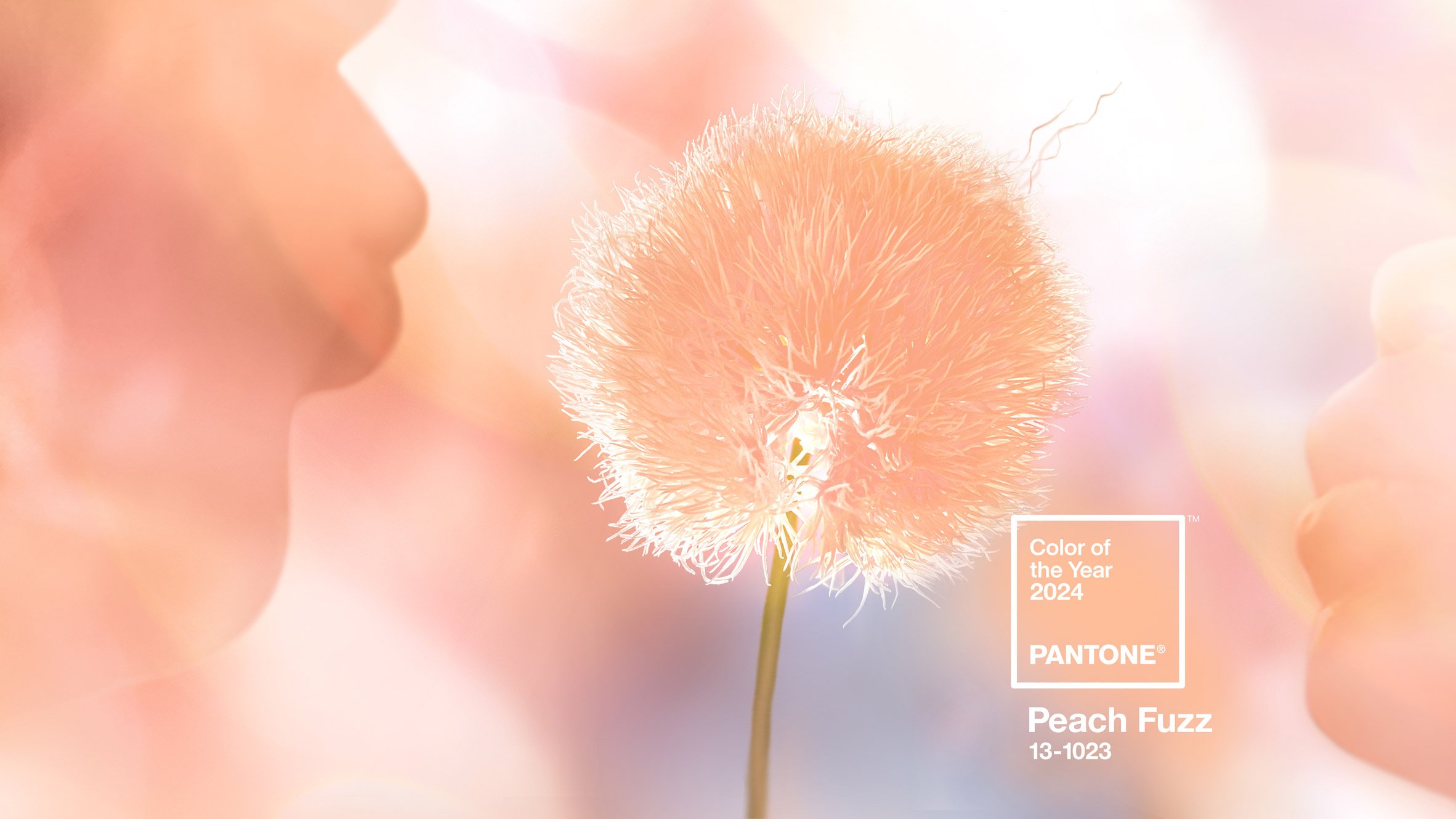 Peach Fuzz