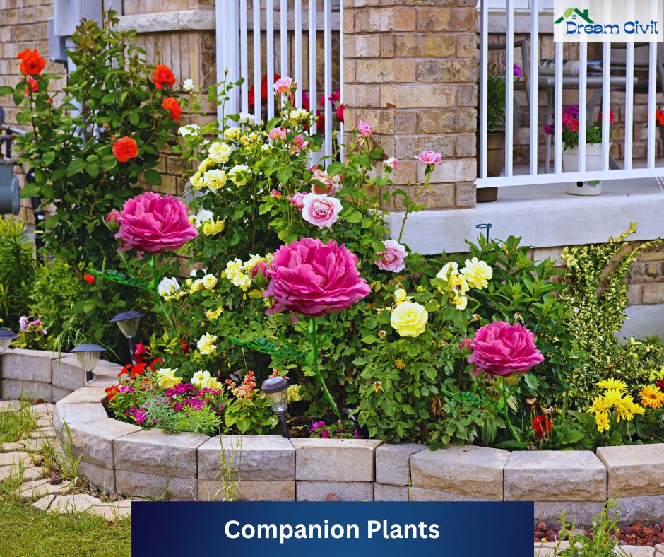Pink Rose Garden Ideas