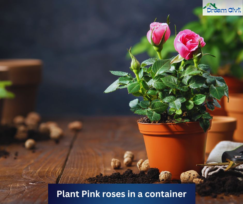 Pink Rose Garden Ideas