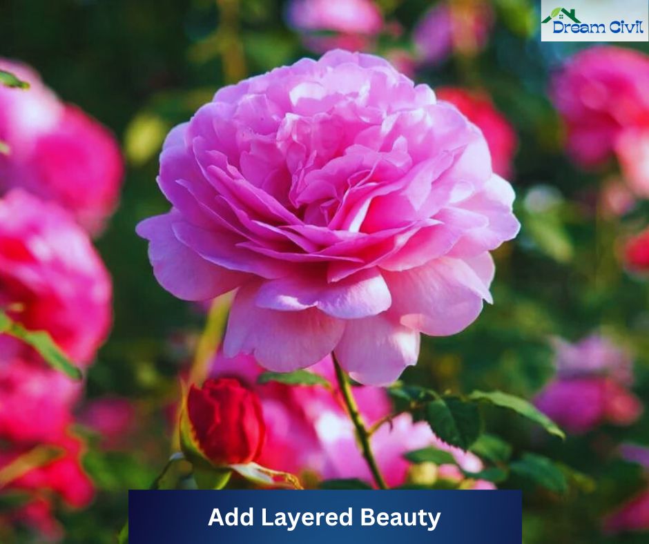 Pink Rose Garden Ideas