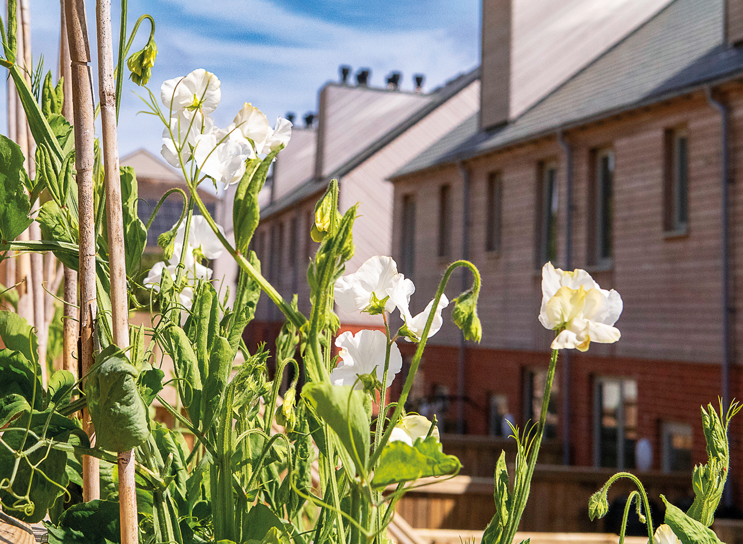 eco homes
