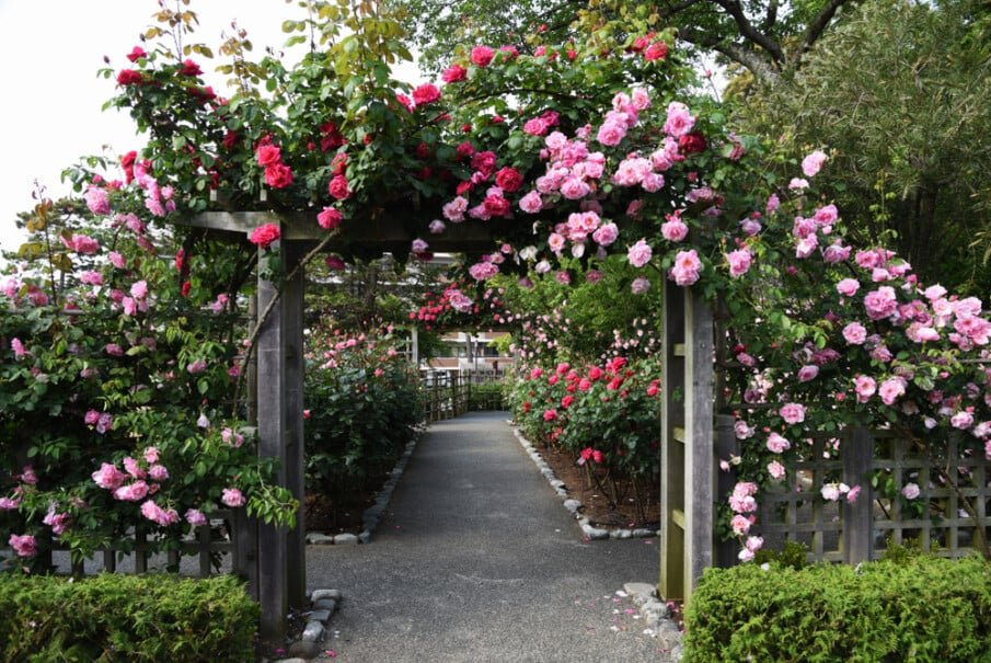 Pink Rose Garden Ideas