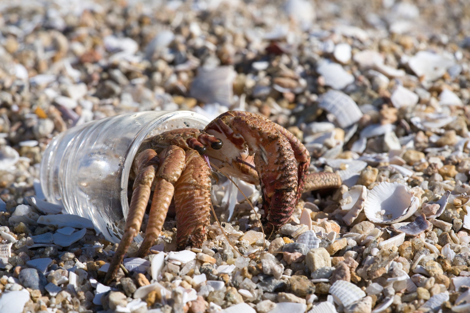 Hermit crab inside a shot glass.