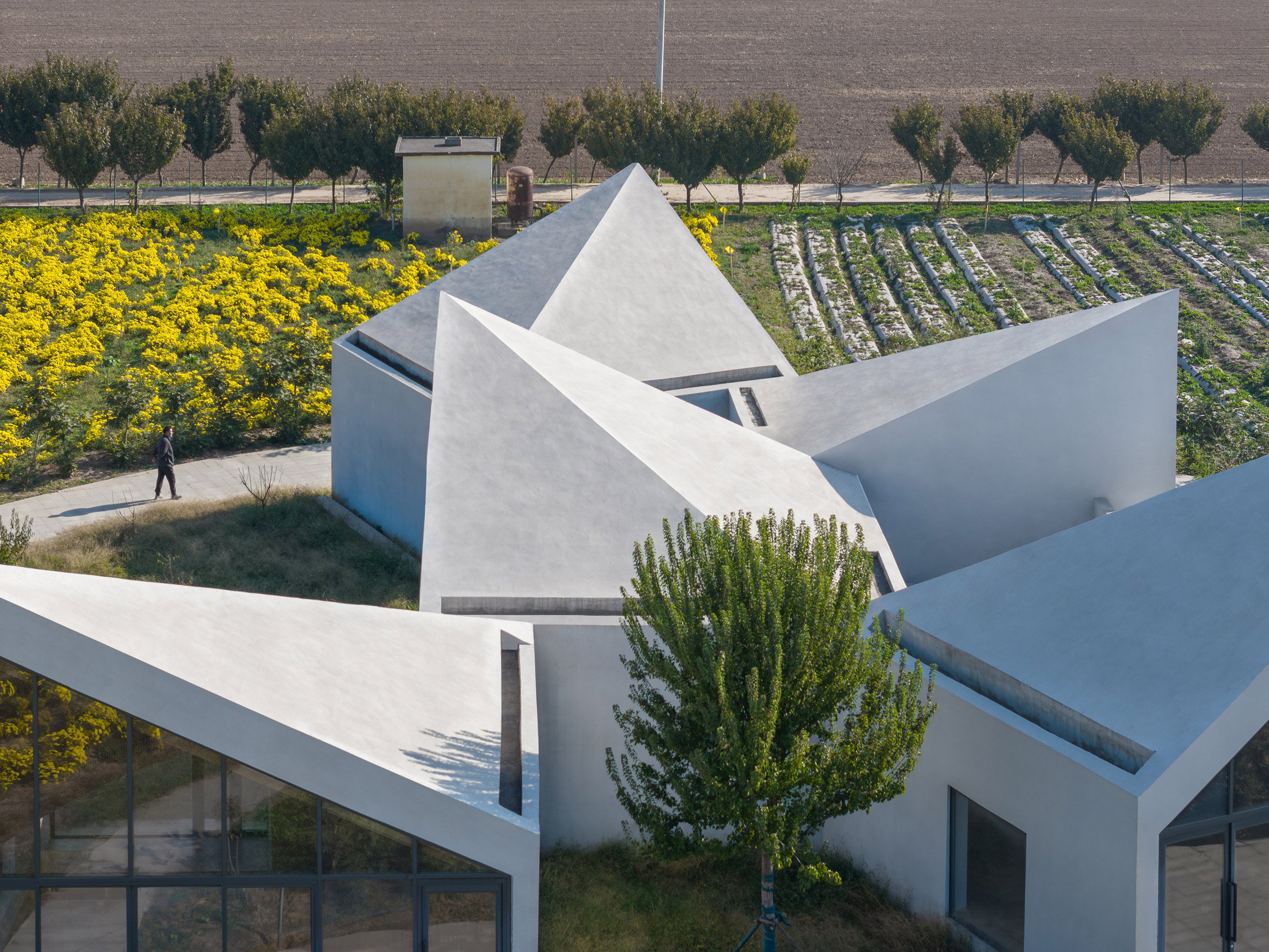 Rooftop view of The Library in Ice-Chrysanthemum Field in Henan Province