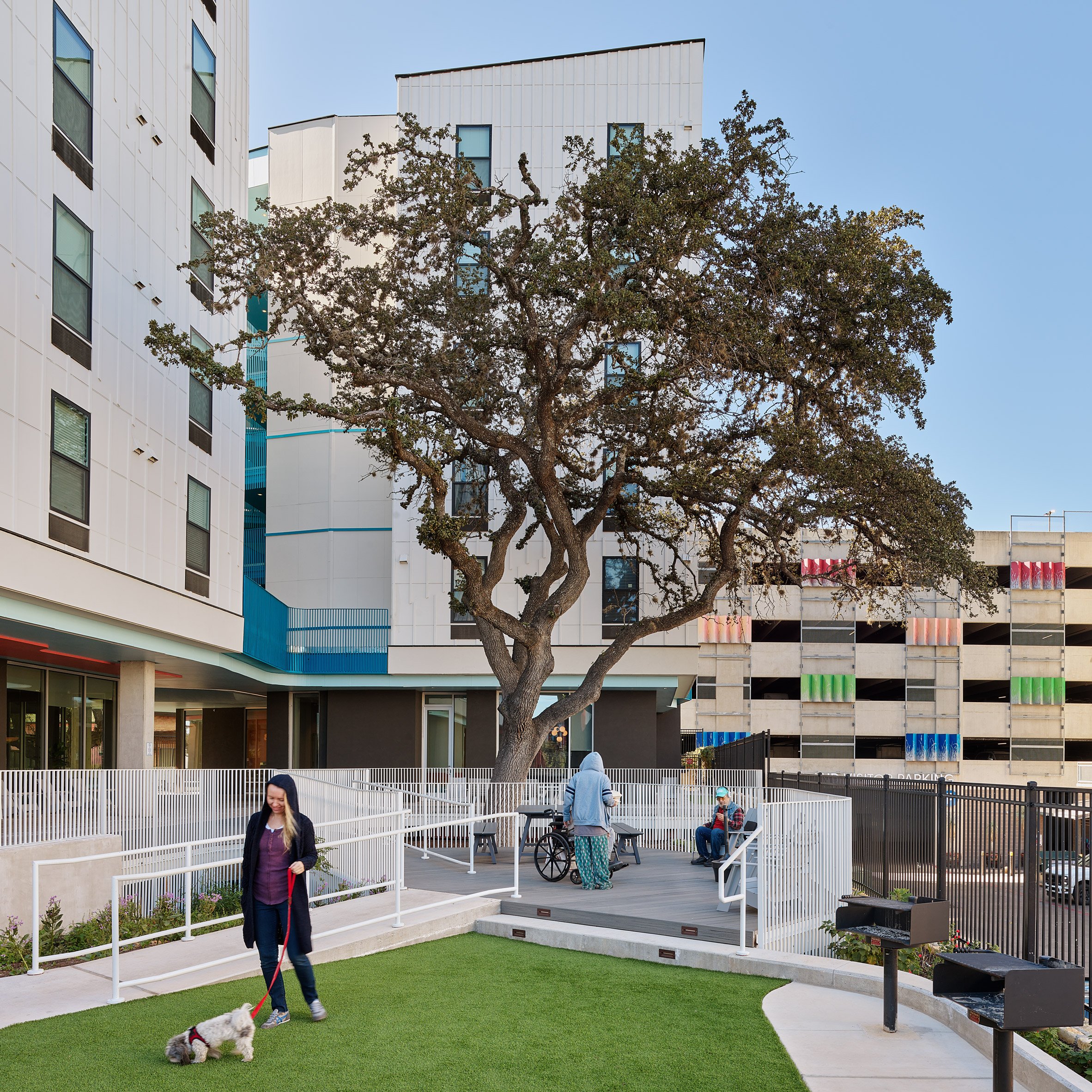 Oak tree in outdoor common space
