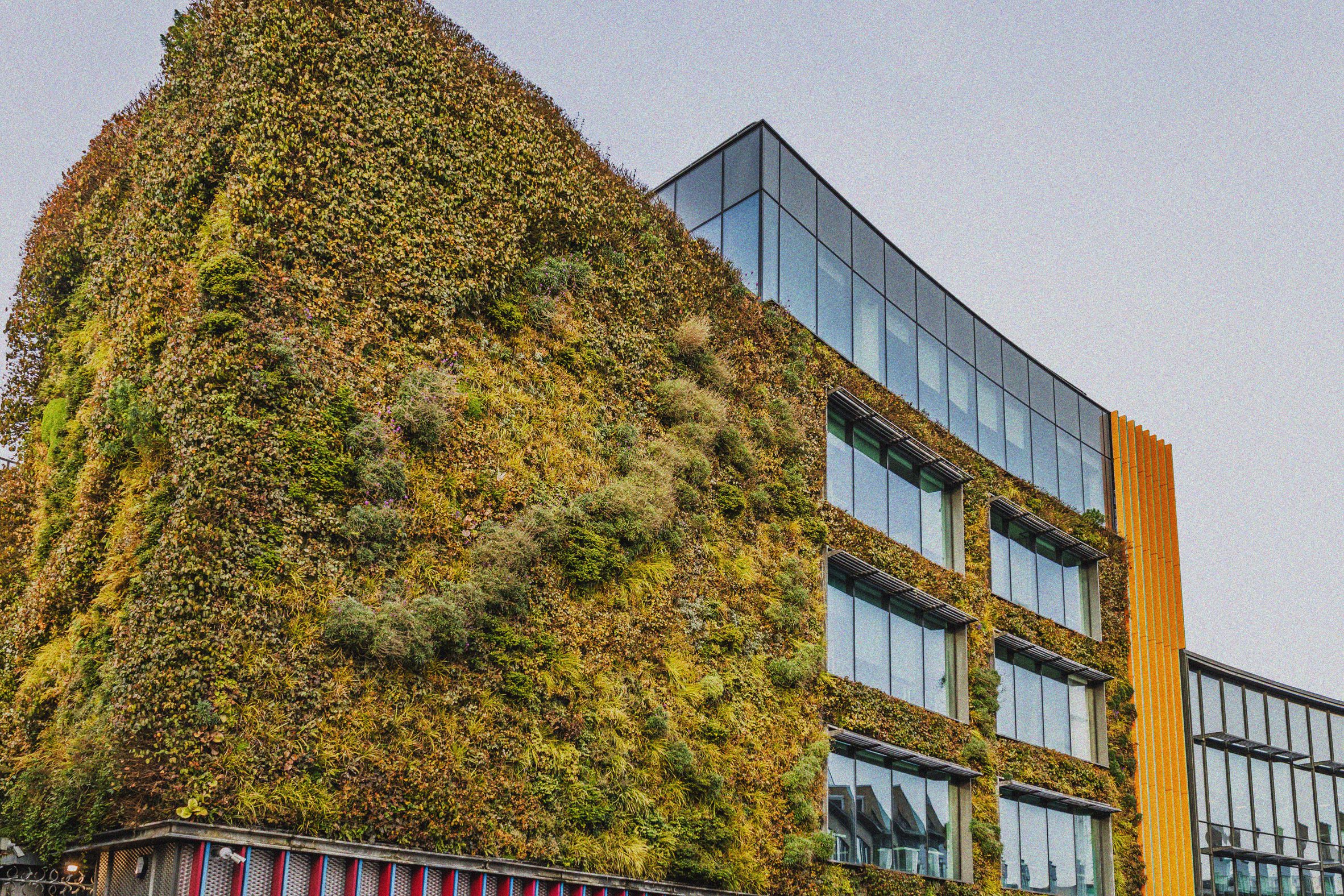 Green wall on a building