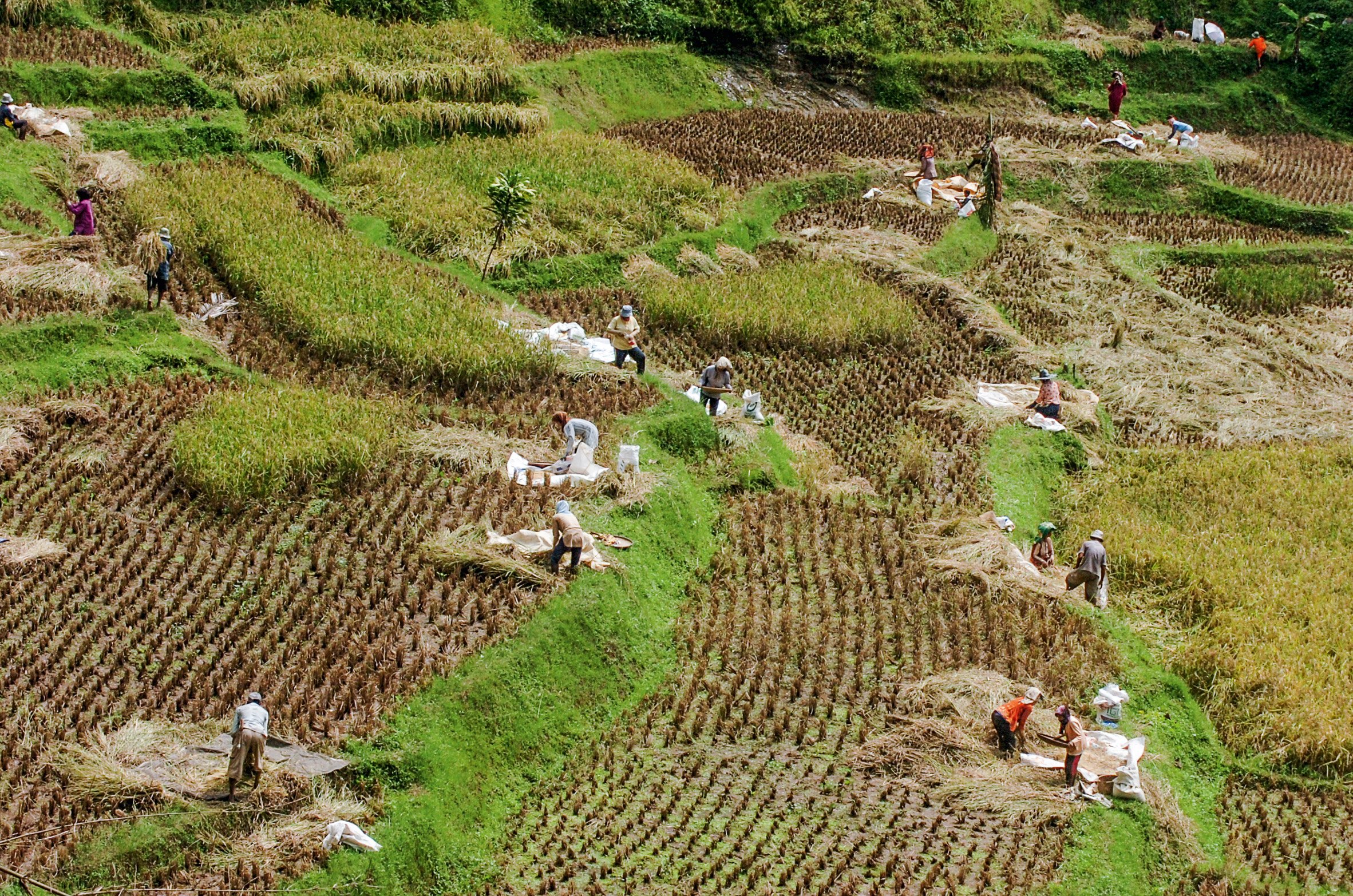 Ngais pasir terraces, Indonesia